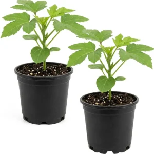 2 Green Okra Live Plants, 4-6 Inch Tall, Potted Starter Vegetable Plants - Image 2