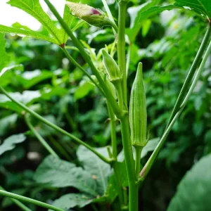 2 Green Okra Live Plants, 4-6 Inch Tall, Potted Starter Vegetable Plants - Image 4