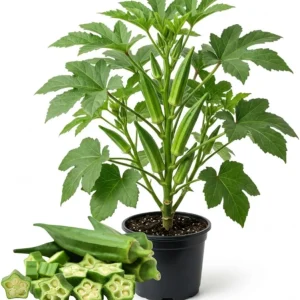 2 Green Okra Live Plants, 4-6 Inch Tall, Potted Starter Vegetable Plants - Image 1
