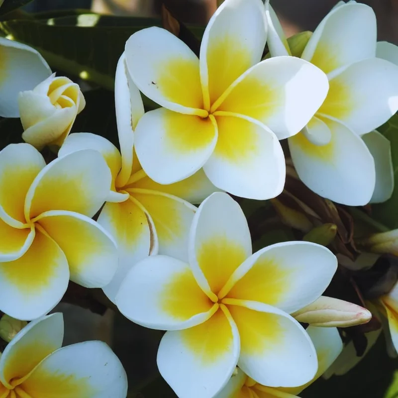 3 Assorted Plumeria Live Cuttings - 10-12 Inch Hardy Tropical Plant - Image 4