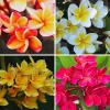 3 Assorted Plumeria Live Cuttings - 10-12 Inch Hardy Tropical Plant - Image 1