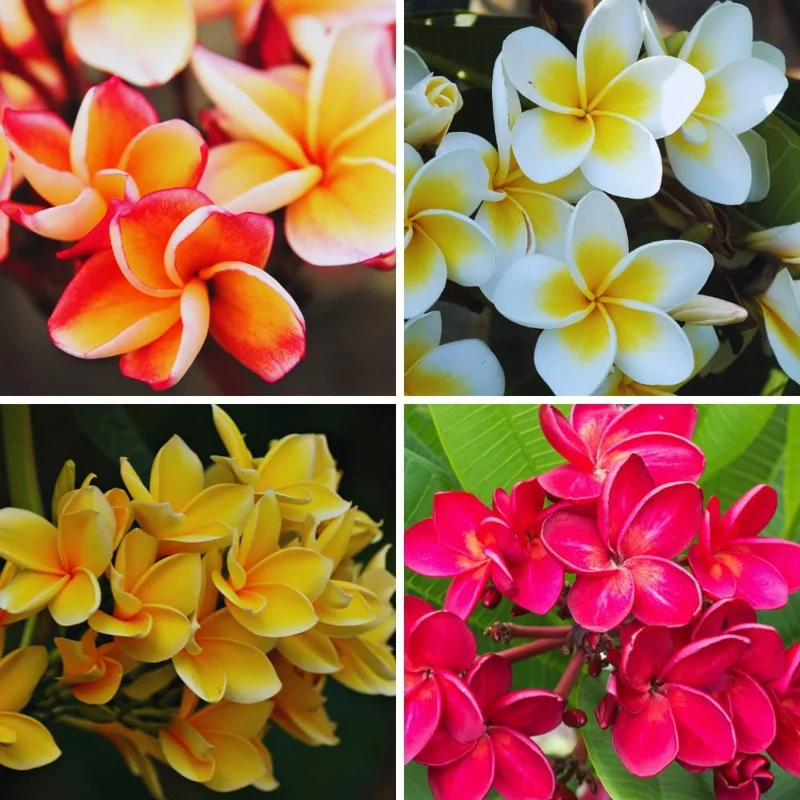 3 Assorted Plumeria Live Cuttings - 10-12 Inch Hardy Tropical Plant - Image 1