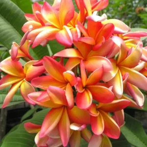 3 Assorted Plumeria Live Cuttings - 10-12 Inch Hardy Tropical Plant - Image 5