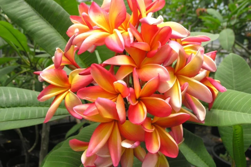 3 Assorted Plumeria Live Cuttings - 10-12 Inch Hardy Tropical Plant - Image 5