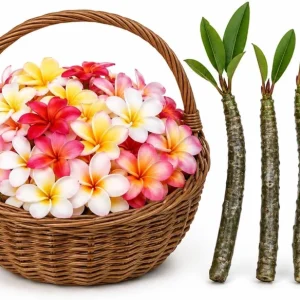 3 Mixed Plumeria Cuttings - Tropical Frangipani Live Plant, Ready to Root, Outdoor Growing - Image 1
