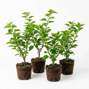 4 Pack Mixed Bougainvillea Live Plants 5-8