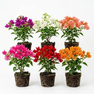 4 Pack Mixed Bougainvillea Live Plants 5-8