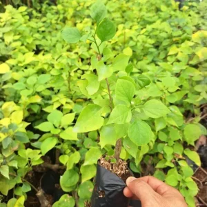 4 Pack Mixed Bougainvillea Live Plants 5-8