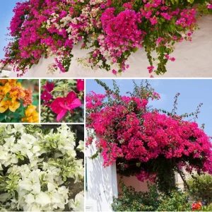 4 Pack Mixed Bougainvillea Live Plants 5-8