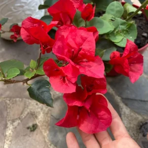 4 Pack Mixed Bougainvillea Live Plants 5-8