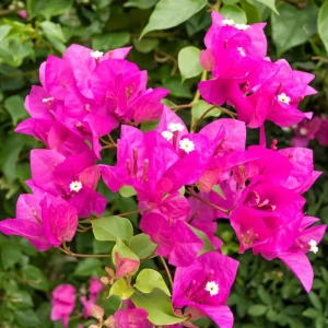 4 Pack Mixed Bougainvillea Live Plants 5-8