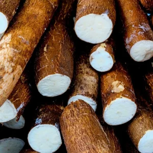 5 Sweet Yuca Cassava Cuttings for Planting - Edible Vegetable Plant - Image 3