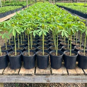 5 Sweet Yuca Cassava Cuttings for Planting - Edible Vegetable Plant - Image 4