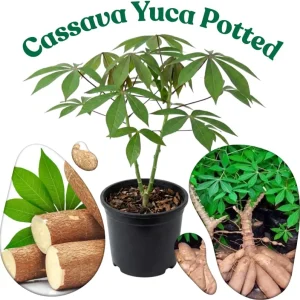 5 Sweet Yuca Cassava Cuttings for Planting - Edible Vegetable Plant - Image 8