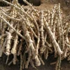 5 Sweet Yuca Cassava Cuttings for Planting - Edible Vegetable Plant - Image 1