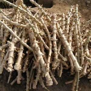 5 Sweet Yuca Cassava Cuttings for Planting - Edible Vegetable Plant - Image 1