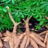 5 Sweet Yuca Cassava Cuttings