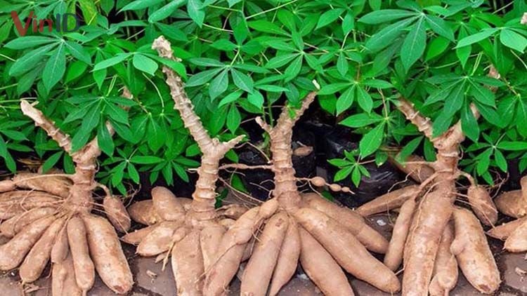 5 Sweet Yuca Cassava Cuttings