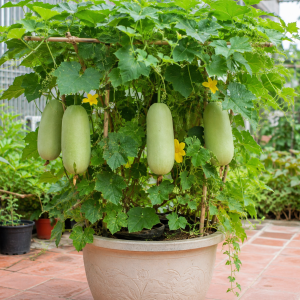 Melon Fruit Live Plant - 4 Inch Pot, Warm Season Vine, Edible Fruit