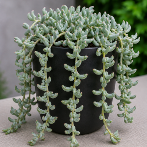 Cotyledon Pendens Live Plant – Trailing Succulent – 2 inch Pot – Houseplant
