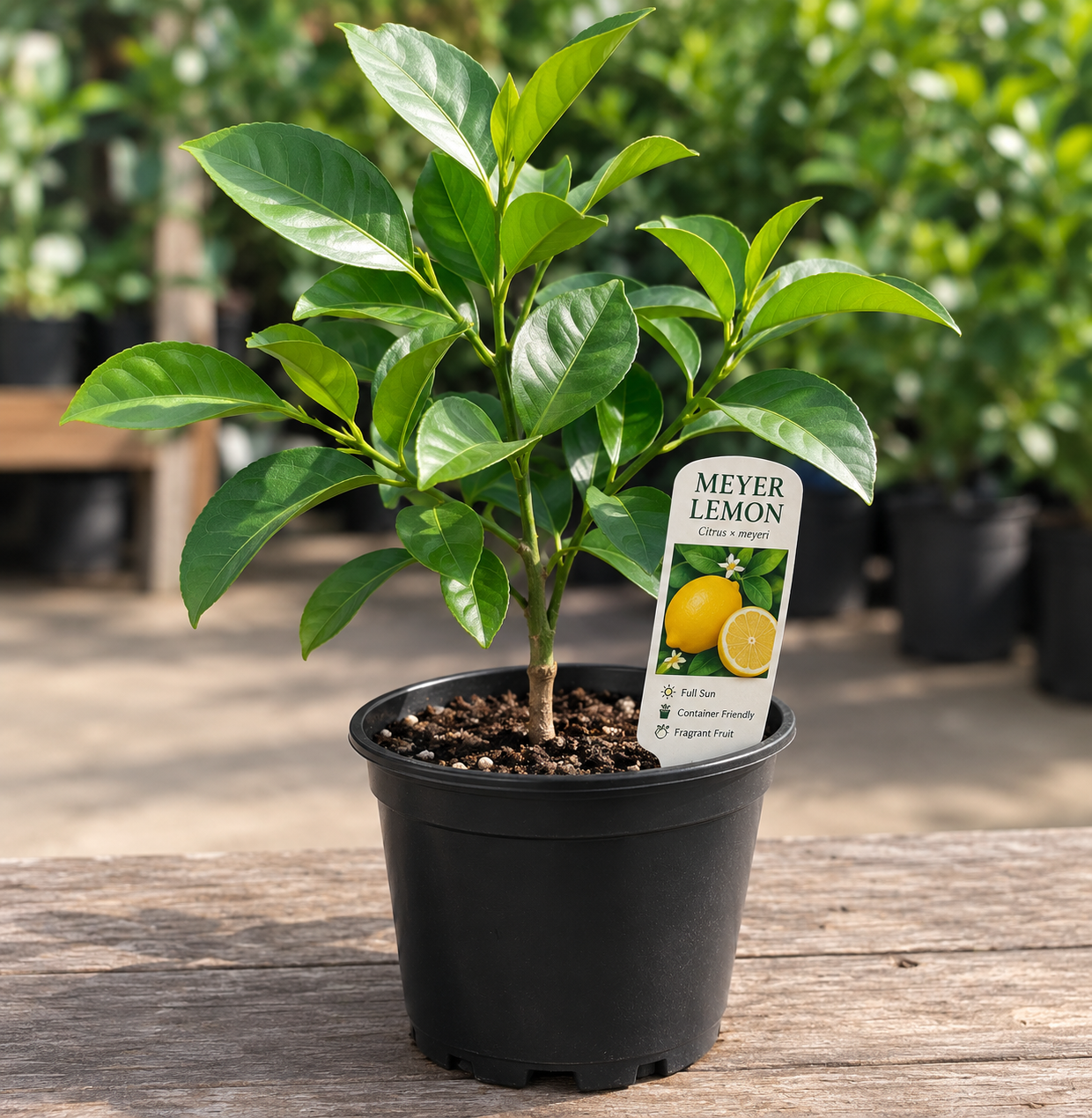 Meyer Lemon Tree Live Plant Seedling - Starter 2-3 Inch Tall - Tropical Fruit