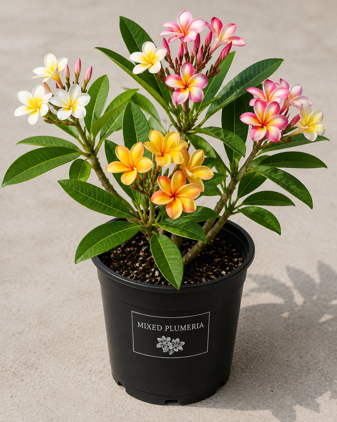 3 Assorted Plumeria Live Cuttings - 10-12 Inch Hardy Tropical Plant