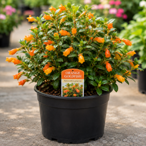 Goldfish Plant Live Houseplant – Orange Flowers, Trailing – 2 inch Pot