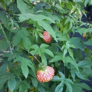 Abutilon Chinese Lantern Live Plant - Flowering Shrub in 4 inch Pot - Image 2