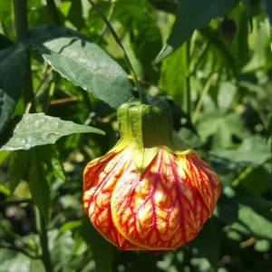 Abutilon Chinese Lantern Live Plant - Flowering Shrub in 4 inch Pot - Image 3