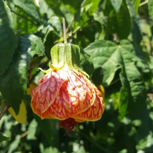Abutilon Chinese Lantern Live Plant - Flowering Shrub in 4 inch Pot - Image 1