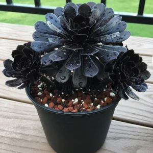 Aeonium Black Rose Live Succulent Plant - 2 inch Pot - Dark Purple Foliage - Image 1