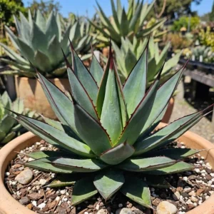Agave Blue Glow Live Succulent Plant, 5-7 Inches Tall, Potted Outdoor - Image 1