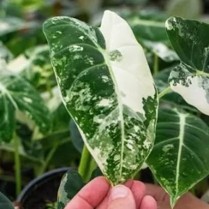 Alocasia Frydek Variegated Live Plant – Rare Indoor Houseplant – 4 inch Pot - Image 2
