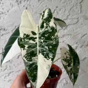 Alocasia Frydek Variegated Live Plant – Rare Indoor Houseplant – 4 inch Pot - Image 1