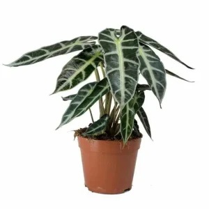 Alocasia Live Plant – Rare Houseplant – 4-7 Inches Tall – 4 Inch Pot - Image 1