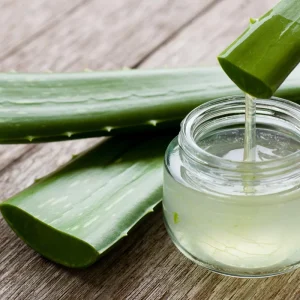 Aloe Vera Live Plant - 2 Inch Pot Succulent, Indoor & Outdoor Houseplant - Image 1