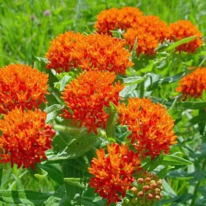 Asclepias Tuberosa Milkweed Live Plant - 4 inch Pot - Orange Flowers - Image 1