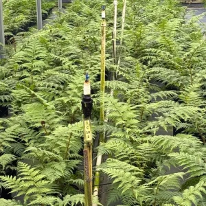 Australian Tree Fern Live Plant - 4in Tall Cyathea cooperi - Indoor/Outdoor - Image 2