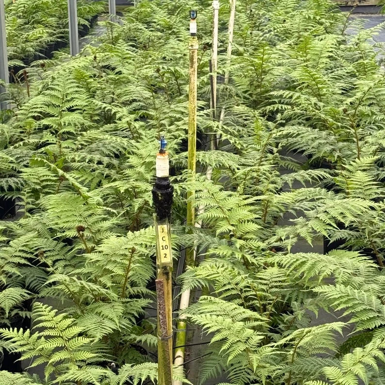 Australian Tree Fern Live Plant - 4in Tall Cyathea cooperi - Indoor/Outdoor - Image 2