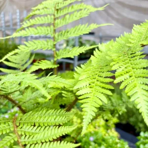 Australian Tree Fern Live Plant - 4in Tall Cyathea cooperi - Indoor/Outdoor - Image 1