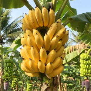 Banana Tree Live Plant - 2-3 Ft Tall, 1 Gallon Pot - Outdoor Tropical Fruit - Image 2