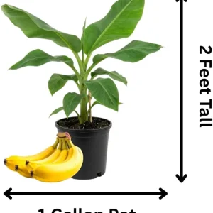 Banana Tree Live Plant - 2-3 Ft Tall, 1 Gallon Pot - Outdoor Tropical Fruit - Image 6