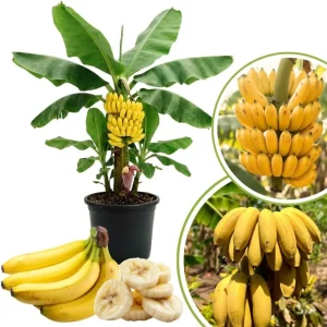 Banana Tree Live Plant - 2-3 Ft Tall, 1 Gallon Pot - Outdoor Tropical Fruit - Image 1