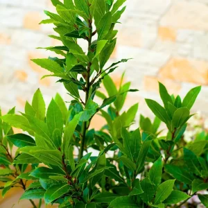 Bay Leaf Tree Live Plant 8-10 Inch Tall - Laurus Nobilis Herb for Cooking & Garden - Image 2