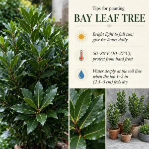 Bay Leaf Tree Live Plant 8-10 Inch Tall - Laurus Nobilis Herb for Cooking & Garden - Image 3