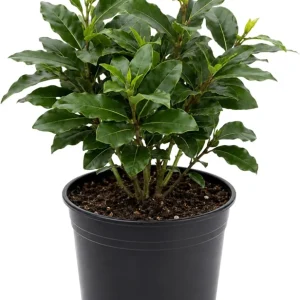 Bay Leaf Tree Live Plant 8-10 Inch Tall - Laurus Nobilis Herb for Cooking & Garden - Image 1