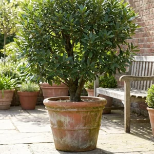 Bay Leaf Tree Live Plant 8-10 Inch Tall - Laurus Nobilis Herb for Cooking & Garden - Image 4