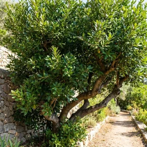 Bay Leaf Tree Live Plant 8-10 Inch Tall - Laurus Nobilis Herb for Cooking & Garden - Image 5