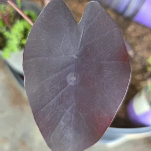 Black Colocasia Esculenta Live Plant - Black Magic Elephant Ear - Tropical Foliage - Image 2