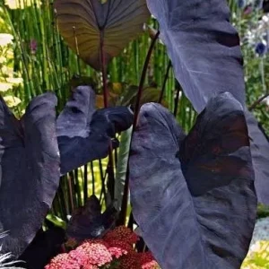 Black Colocasia Esculenta Live Plant - Black Magic Elephant Ear - Tropical Foliage - Image 1